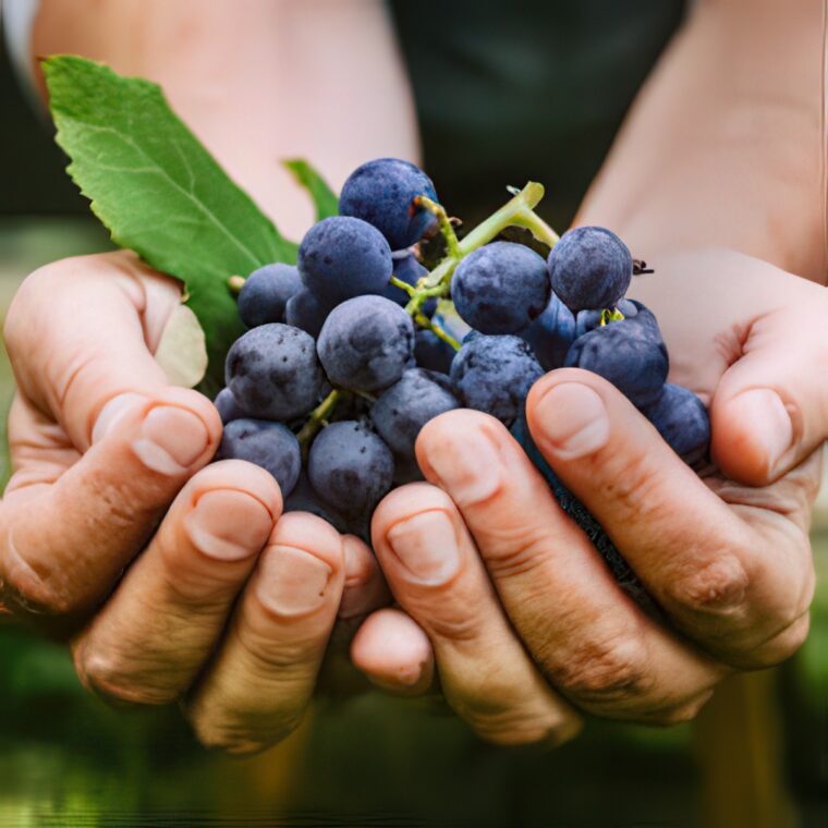 Plate magnets for wine production
