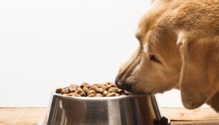 pet food