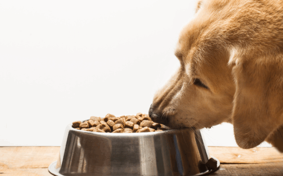 pet food
