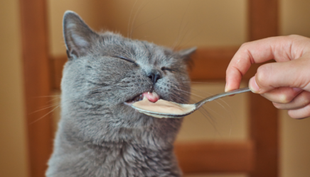 food safety magnets for pet food