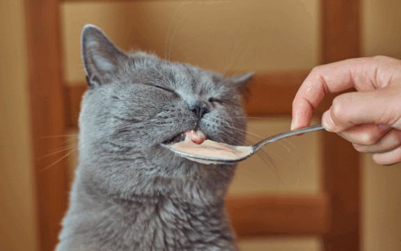 food safety magnets for pet food