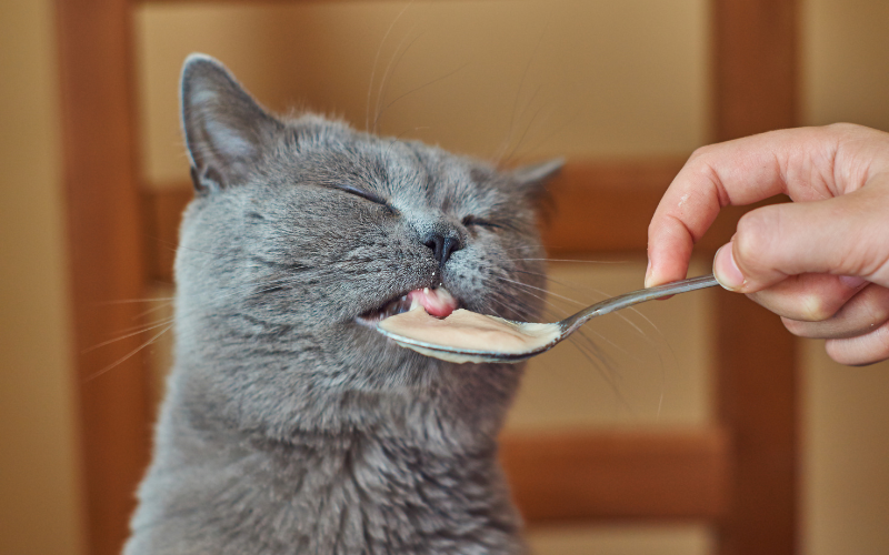food safety magnets for pet food processing