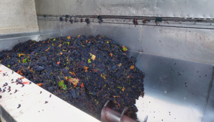 grape processing